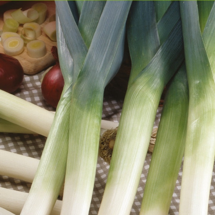 Poireau Géant d'automne 3 Rami Bio - Willemse
