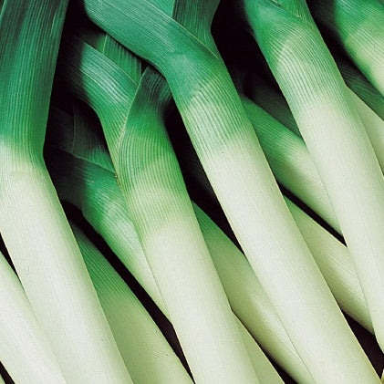 Poireau Géant d'automne 2 Hannibal - Willemse