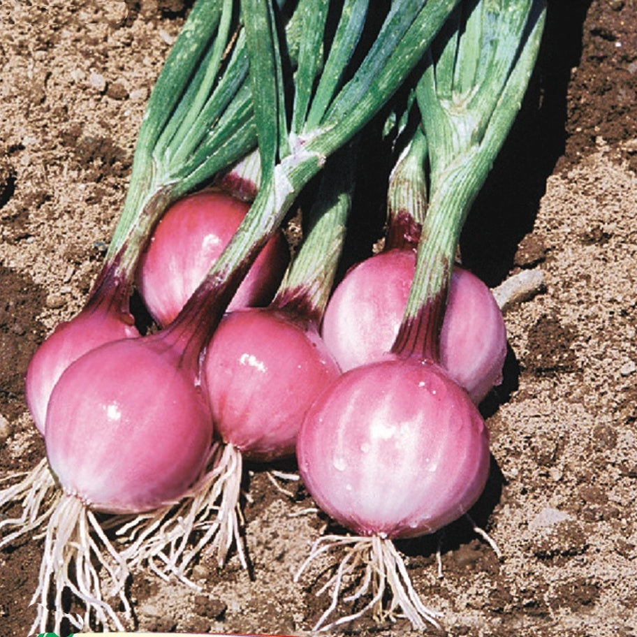 Oignon Rouge Purplette - Willemse