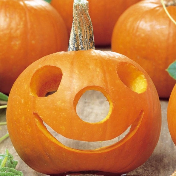 Potiron Spooktacular - Willemse