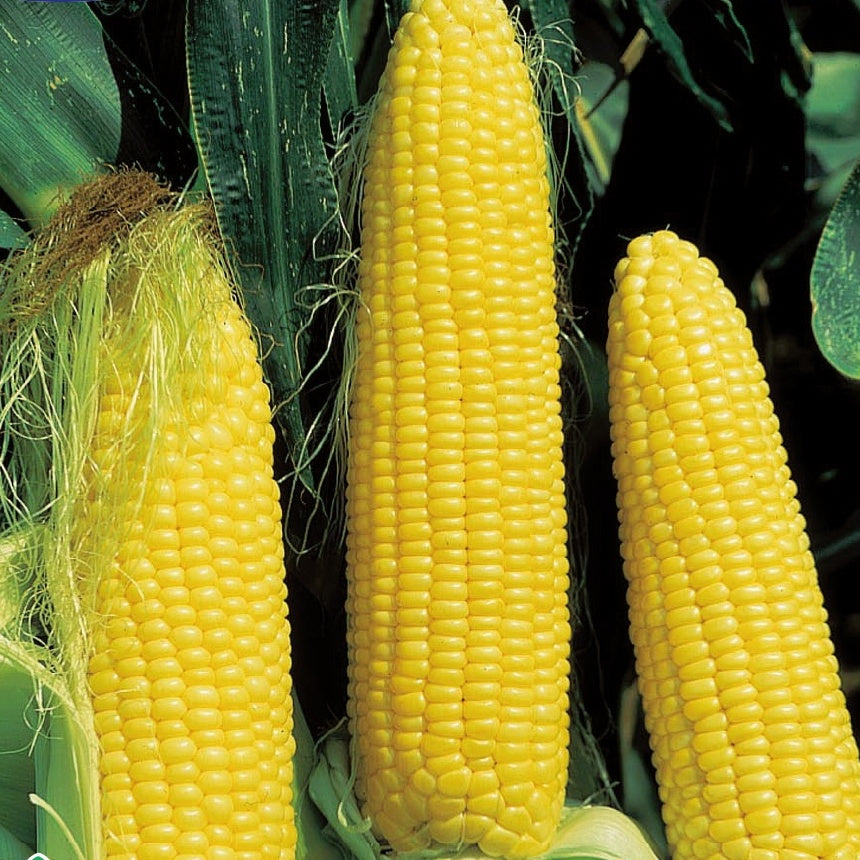 Maïs sucré Tasty Sweet Trophy F1 - Willemse
