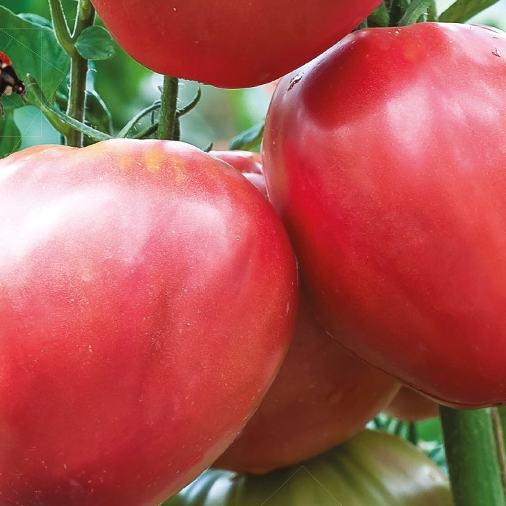 Tomate Cœur de boeuf Bio - Willemse