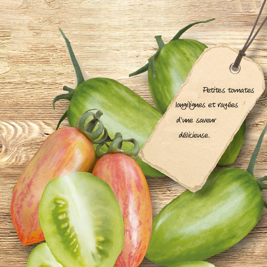 Tomate Artisan Green & Pink Tiger - Willemse