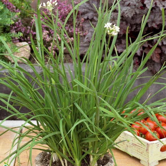 Ciboulette Chinoise - Ciboulette Ail - Willemse