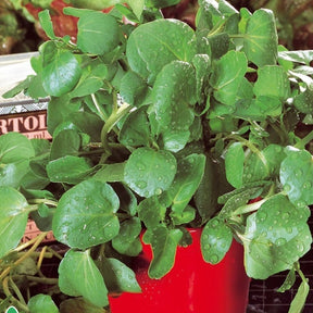 Nasturtium officinale - Cresson de la fontaine - Cresson d'eau - Légumes de nos régions
