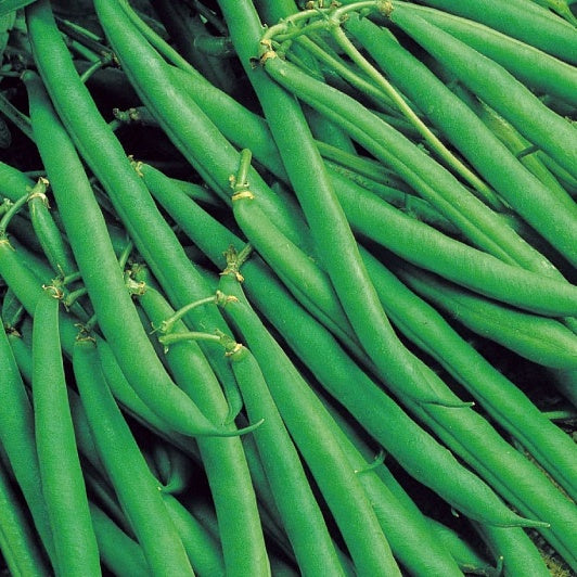 Haricot nain Green Arrow - Willemse