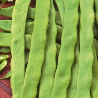 Haricot à rames Algarve - Willemse