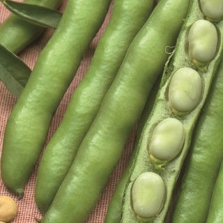 Fève améliorée Driemaal Wit race Listra - Willemse