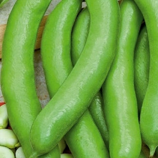 Fève améliorée Witkiem race Vroma - Willemse