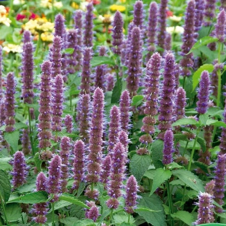 Hysope anisée vivace Blue Spike - Willemse