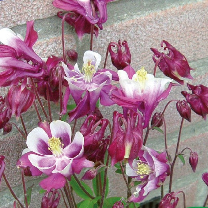 Ancolie à fleur géante vivace Winky Red & White - Willemse