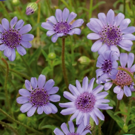 Félicie délicate The Blues - Willemse