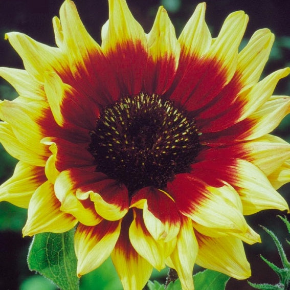 Soleil - Tournesol à fleur simple Magic Roundabout mix F1 - Willemse