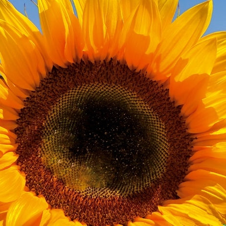 Soleil - Tournesol à fleur simple Tall Sunrich Orange F1 - Willemse