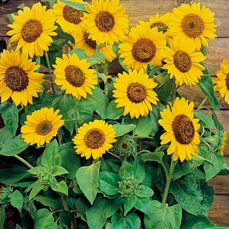 Soleil - Tournesol à fleur simple Prado Gold - Willemse