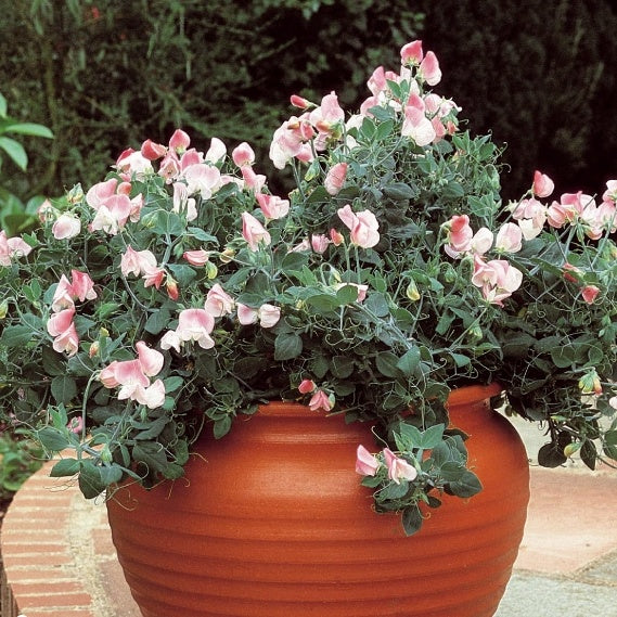 Pois de senteur Cupid Rose - Willemse