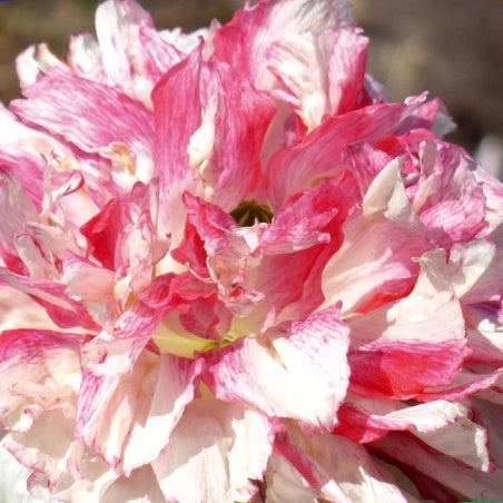 Pavot somnifère Berries & Cream - Willemse