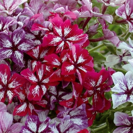 Phlox de Drummond à fleurs étoilées Summer Showers en mélange - Willemse