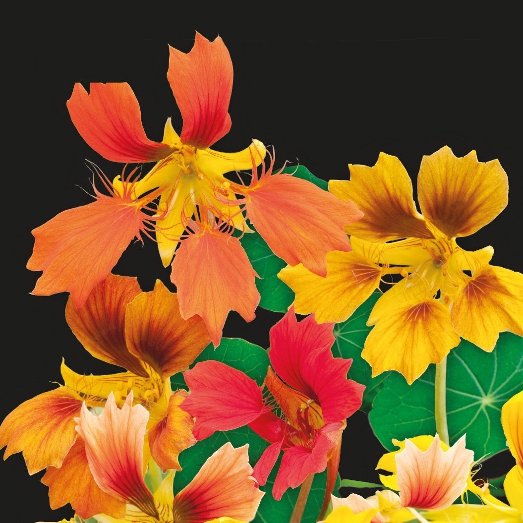 Capucine naine à fleur simple Phoenix - Willemse