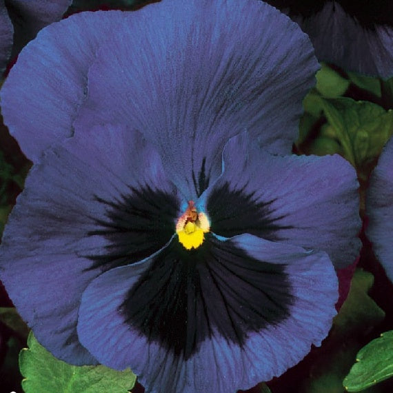 Pensée des jardins à grande fleur Suisse Ullswater - Willemse