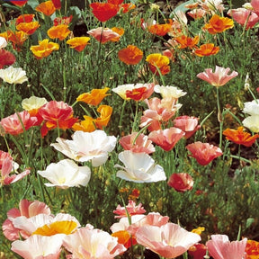 Pavot de Californie à fleur simple Garden mix en mélange - Eschscholzia californica - Potager