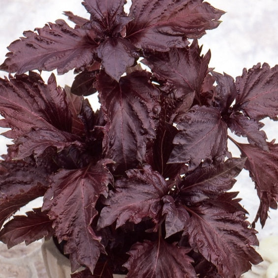 Basilic pourpre Purple Ruffles - Willemse