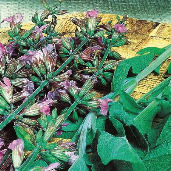 Sauge officinale Fanni Bio - Salvia officinalis fanni - Potager