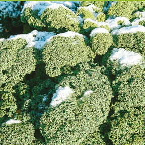 Chou frisé d'hiver demi nain Westlandse Winter Bio - Brassica oleracea westlandse winter - Potager