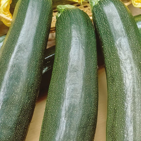 Courgette Black 'Beauty' BIO - Cucurbita pepo black beauty - Willemse
