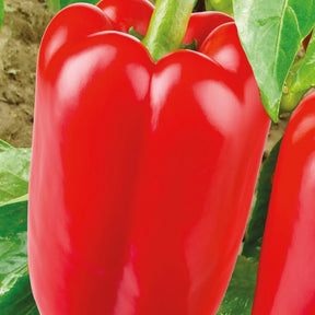 Poivron Jubilandska Bio - Capsicum annuum jubilandska - Willemse