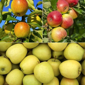 Collection de  Pommiers : Reine de reinettes, Gala, Golden Delicious - Malus domestica reine de reinettes, gala, golden delicious - Plantes