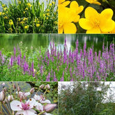 5 plantes de bassin et de berge indigènes en mélange - Willemse