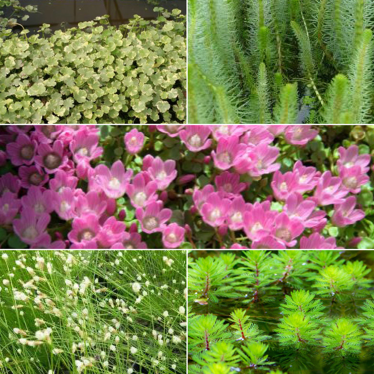 5 plantes de bassin oxygénantes en mélange