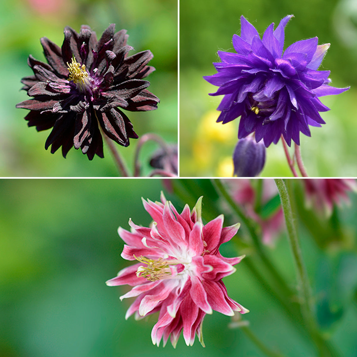 3 Ancolies Barlow en mélange - Willemse