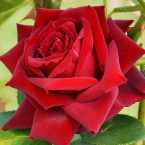 10 Rosiers buissons Grande Amore ® - Willemse