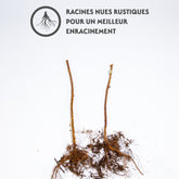 Framboisier remontant Paris - Rubus idaeus paris - Plantes