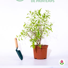 Caryopteris clandonensis  worcester gold - Caryopteris Worcester Gold - Caryopteris