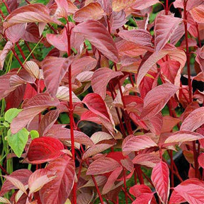 Cornouiller à bois rouge Sibirica - Cornus alba Sibirica - Willemse