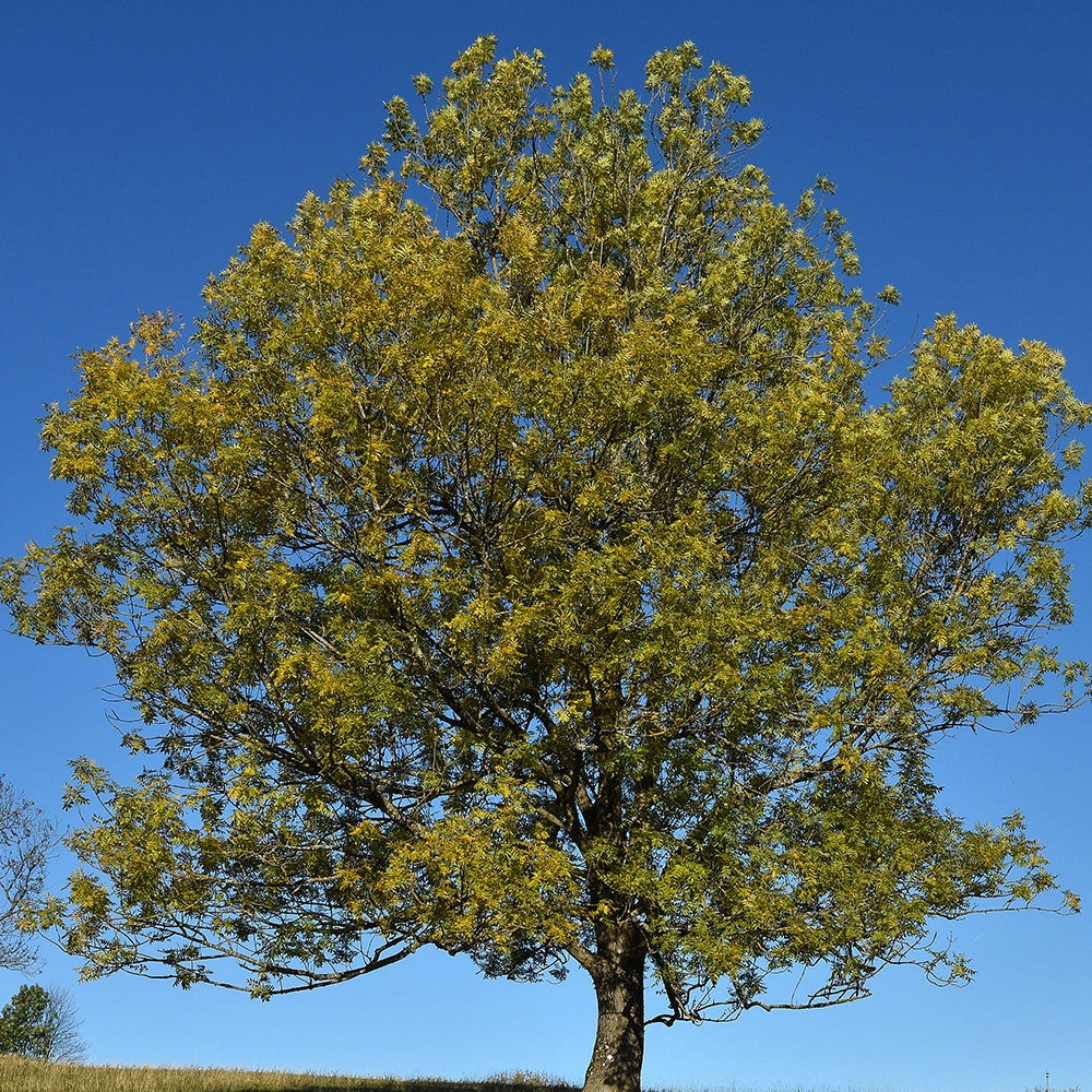 Frêne élevé - Fraxinus excelsior - Arbres