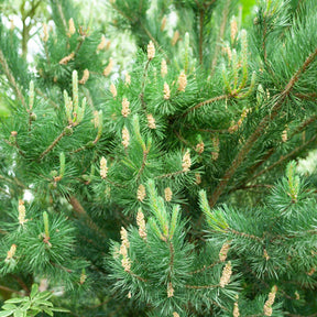Pin sylvestre - Pinus sylvestris - Willemse