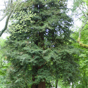 Sequoia à feuilles d'If - Willemse