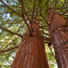 Sequoia sempervirens - Sequoia à feuilles d'If - Conifères