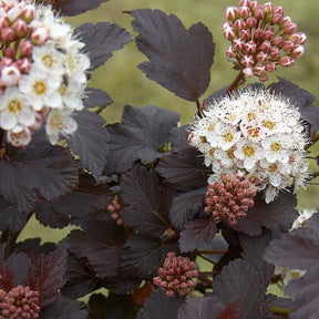 Vente Physocarpe Red Baron - Physocarpus opulifolius Red Baron