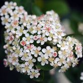 Aronia à feuilles d'arbousier Brilliant - Willemse