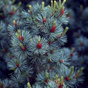 Pinus parviflora Negishi - Pin blanc du Japon Negishi - Pin