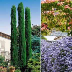 Collection de 3 arbustes : cyprès, céanothe, albizia - Willemse