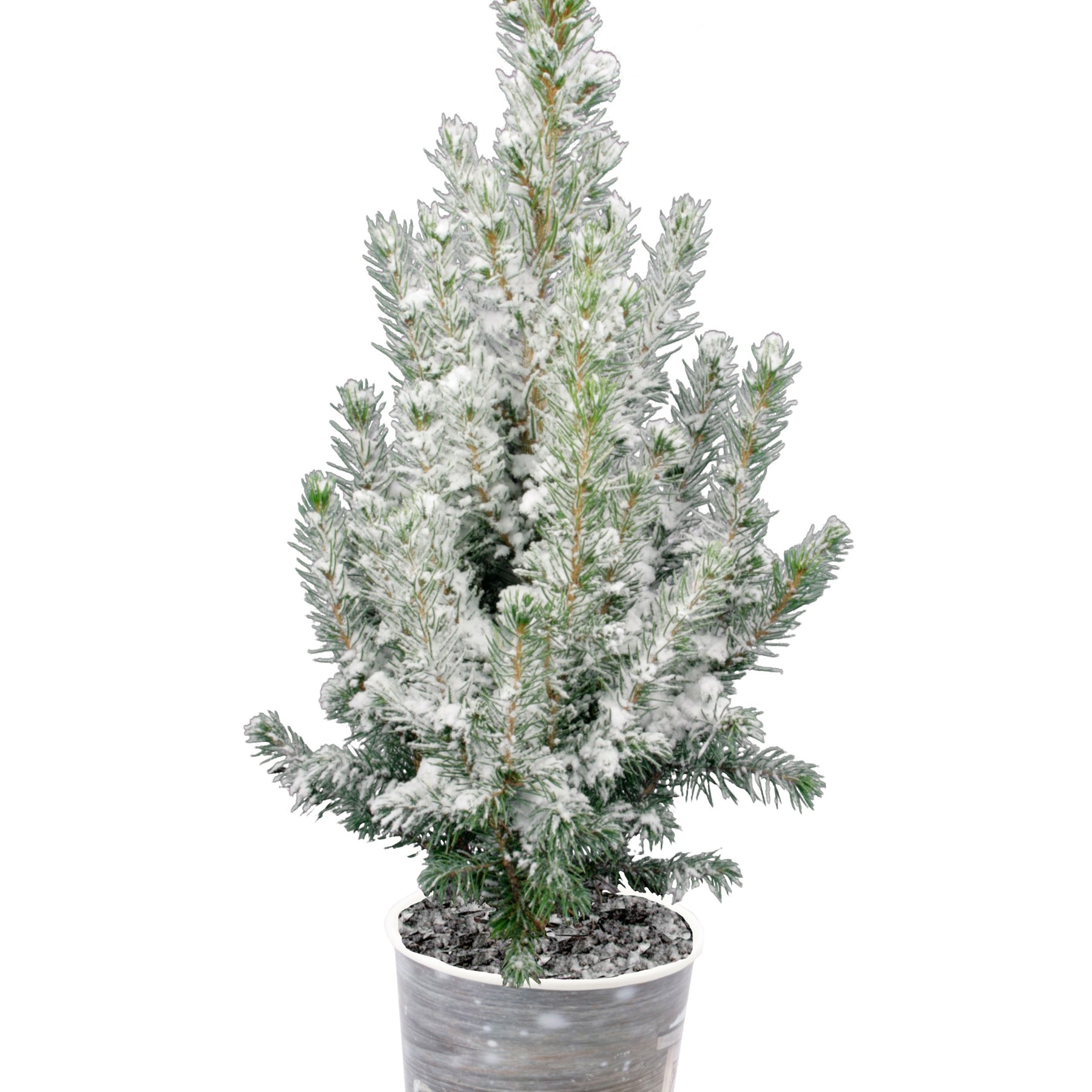 Petit sapin de Noël à replanter avec neige + pot décoratif - Willemse
