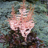 Astilbe Spotlight - Astilbe spotlight - Plantes