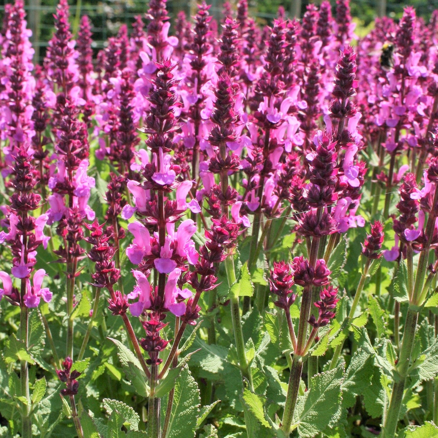 Sauge des bois rose clair - Salvia nemorosa sensation pink - Plantes vivaces