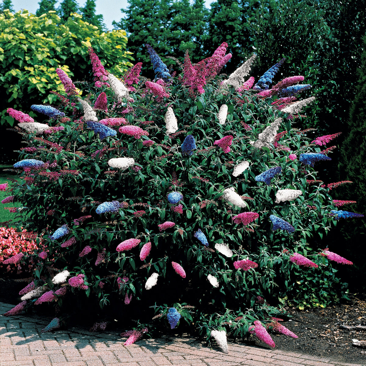 Arbre à papillons tricolore - Buddleja davidii empire blue, pinkdelight, white - Arbres aux papillons